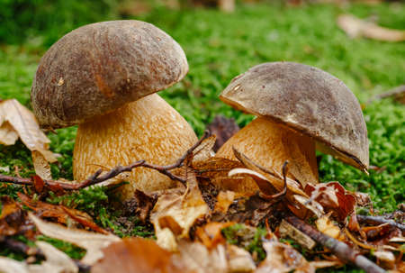 Mushrooms in autumn forest scene. Two mushrooms in autumn forest. Autumn forest mushroom family viewの写真素材