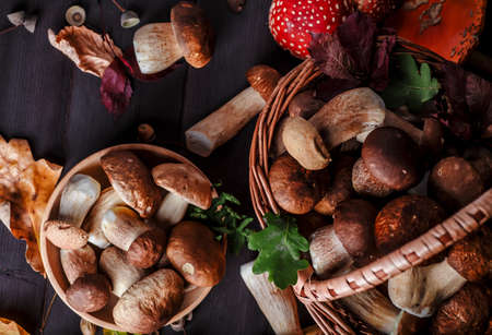 Photo of Autumn Cep Mushrooms placed on a tableの写真素材