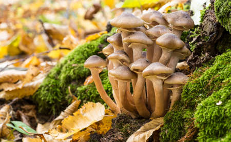 Armillaria mellea, commonly known as honey fungus, is a basidiomycete fungus in the genus...