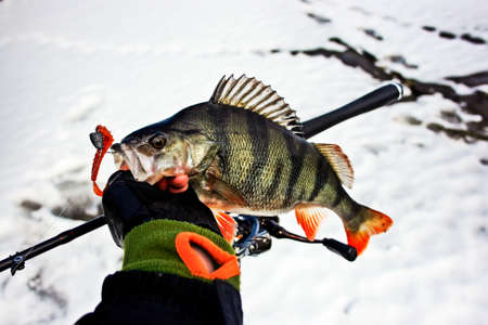Fishing On Jig. Perch on the hook in the hand of angler above the water.