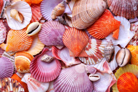 Seashells as background, sea shells collectionの写真素材