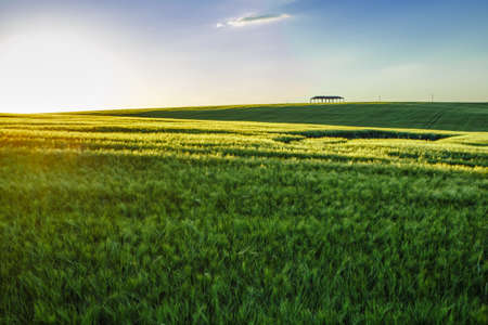 Wheat field at sunset,wheat fieldの写真素材