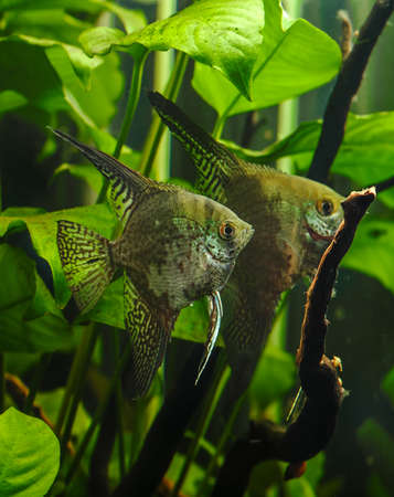A green beautiful planted tropical freshwater aquarium with fishes.Zebra angelfish (pterophyllum scalare) in aquariumの写真素材