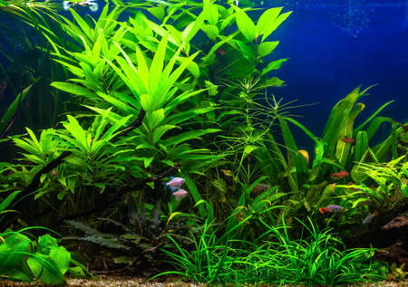 A green beautiful planted tropical freshwater aquarium with fishesの写真素材