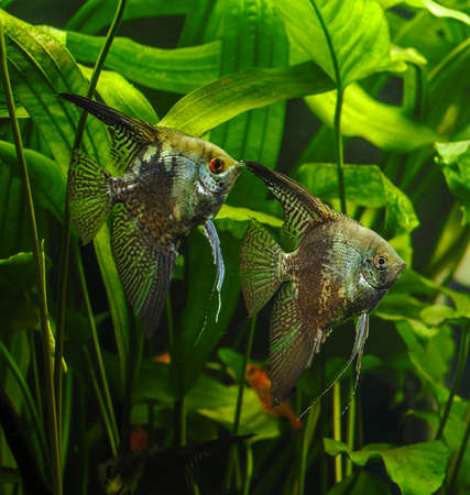 A green beautiful planted tropical freshwater aquarium with fishes.Zebra angelfish (pterophyllum scalare) in aquariumの写真素材