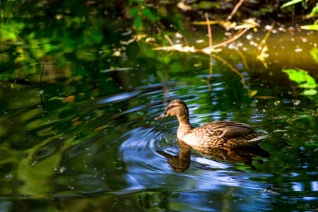 Birds and animals in wildlife. Amazing mallard duck swims in lake or river with blue water under...
