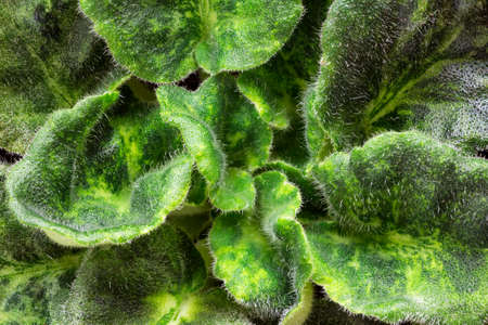 Violet saintpaulias green leaves or African Violets, macro shot, house plant and nature background.African violet flowers (Saintpaulia)の写真素材