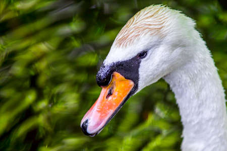 Close up young swan portrait grey nature spring birds wild lifeの写真素材