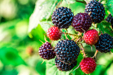 Beautiful nature image, close up of tree branch with sunlit ripe raspberry (Rubus idaeus, red or...