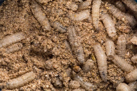 Many living larvae for fishing, backgroundの写真素材