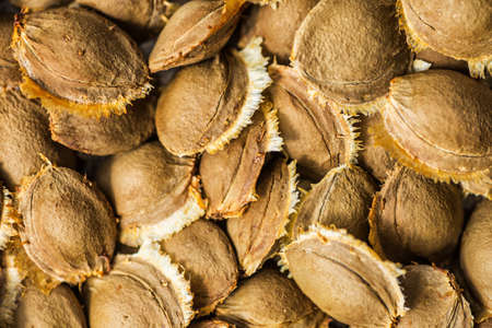 Dried apricot kernel, close up as background