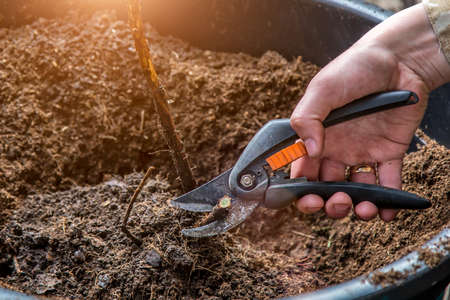 Close up of strong man in gloves cutting leaves in his garden. Farmer spending summer morning working in garden near countryside house.の写真素材