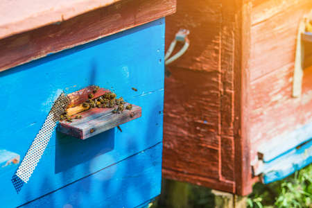 Hives in an apiary with bees flying to the landing boards in a green garden.The bees return to the beehive after the honeyflow.Honey healthy food products.の写真素材