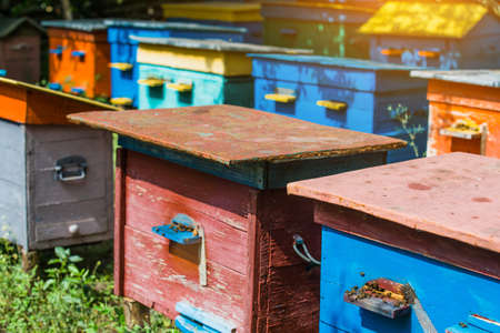 A beehive from a tree stands on an apiary. The houses of the bees are placed on the green grass....