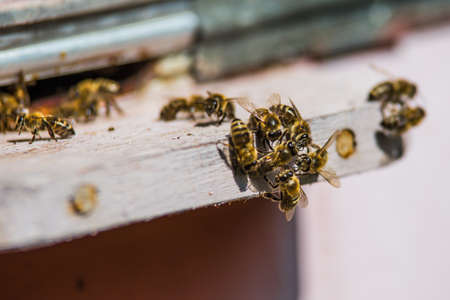 Hives in an apiary with bees flying to the landing boards in a green garden.The bees return to the...