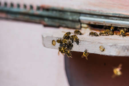 Hives in an apiary with bees flying to the landing boards in a green garden.The bees return to the beehive after the honeyflow.Honey healthy food products.の写真素材