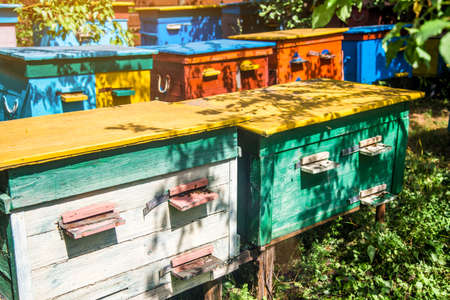 A beehive from a tree stands on an apiary. The houses of the bees are placed on the green grass. Private enterprise for beekeeping. Honey healthy food products.Wooden beehive.の写真素材