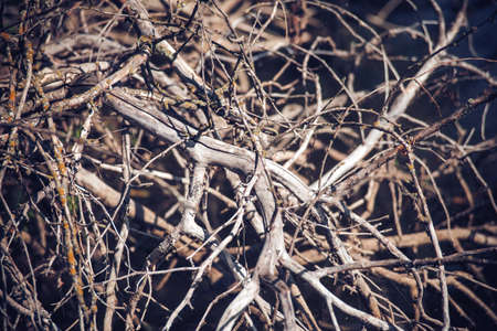Roots covered with moss in the forest.Beautiful intertwining roots of trees covered with moss and greens in the forest.dark tree roots on forest ground, roots texture backgroundの写真素材