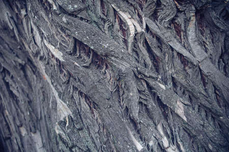Old walnut tree trunk detail texture as natural background.Texture of the tree.Bark texture background pattern crack old brown for designの写真素材