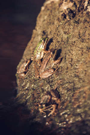 Common frog, Rana temporaria, also known as the European common frog, European common brown frog and European grass frog, on a pond filled with spawnの写真素材