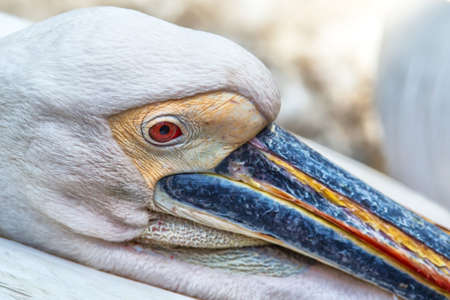 Closeup portrait of he white American pelican, Pelecanus erythrorhynchos, with red eye huge beak and crestの写真素材