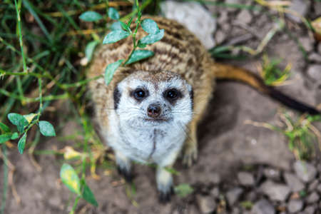 Portrait of Meerkat Suricata suricatta, African native animal, small carnivore belonging to the mongoose familyの写真素材