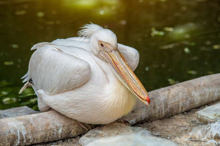 Great white or eastern white pelican(Pelecanus onocrotalus), rosy pelican or white pelican is a bird in the pelican family.It breeds from southeastern Europe through Asia and in Africa in swamps and shallow lakes.の写真素材