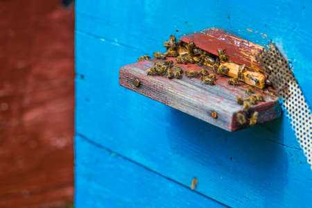 Hives in an apiary with bees flying to the landing boards in a green garden.The bees return to the beehive after the honeyflow.Honey healthy food products.の写真素材