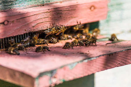 Hives in an apiary with bees flying to the landing boards in a green garden.The bees return to the beehive after the honeyflow.Honey healthy food products.の写真素材