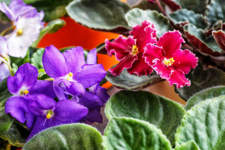 Violet saintpaulias green leaves or African Violets, macro shot, house plant and nature background.African violet flowers (Saintpaulia) closeup look at rare patterns on petals. Selective focus.の写真素材