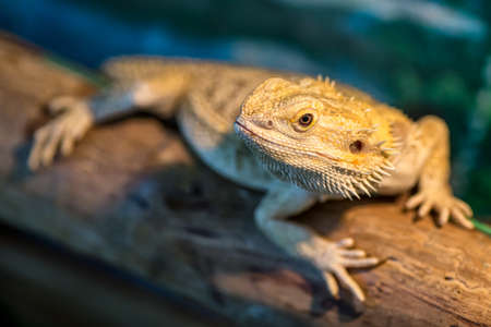 Lizard sitting on brown stone enjoying morning sun. Chameleon on the timber. Kapom, tree lizard