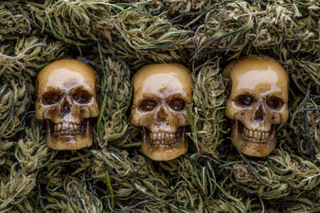 A human skull with a cannabis Bush and a marijuana cone. Scary picture about the deadly addiction to drugsの写真素材