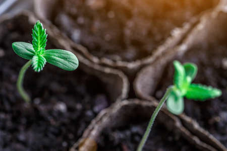 A small plant of cannabis seedlings at the stage of vegetation planted in the ground in the sun, eceptions of cultivation in an indoor marijuana for medical purposes, marijuana flower from seedの写真素材