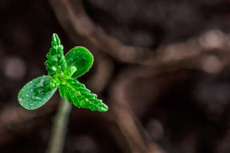 A small plant of cannabis seedlings at the stage of vegetation planted in the ground in the sun, eceptions of cultivation in an indoor marijuana for medical purposes, marijuana flower from seedの写真素材