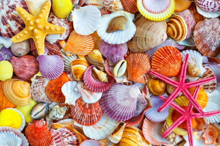 Seashells background, lots of amazing seashells, coral and starfishes mixed.Sea shells collected on the coast of Costa Rica as backgroundの写真素材