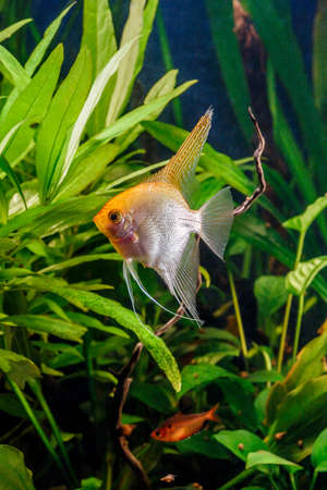 A green beautiful planted tropical freshwater aquarium with fishes,zebra angelfish pterophyllum...