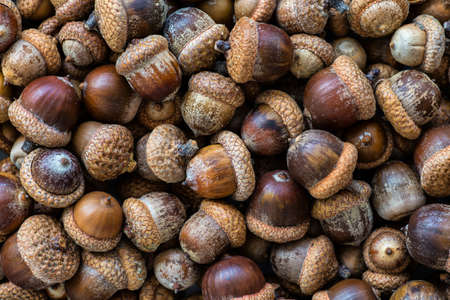 Background with autumn acorns and leaves closeup. Acorns macro. Oak acorns.Brown autumn acorns on the table. Autumn backdrop.A lot of oak acorns. Top view from above.の写真素材