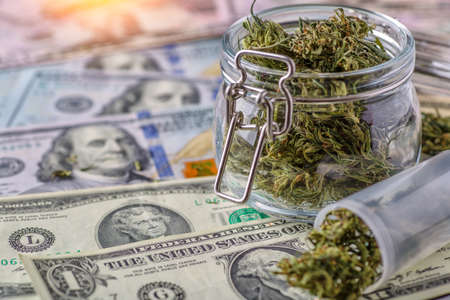 Cannabis herb and leaves for treatment.Buds. Skunk. cbd, hemp buds and money,の写真素材