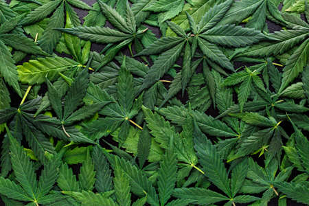 CBD Beautiful background green cannabis flowers.Cannabis Sativa Leaves On Dark - Medical Legal Marijuanaの写真素材