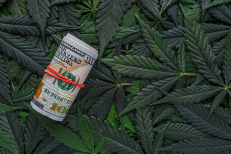 Roll of US dollar bills over the green cannabis leaves. Money and marijuana. Concept of business,...