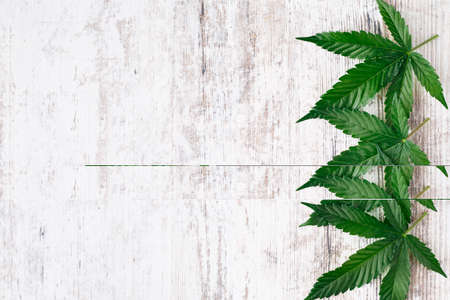 Cannabis is a standoff between a drug and a medicine. Green background of leaves.Close-up young hemp. Medicinal indica with CBD.Green cannabis leaves isolated on white background.の写真素材