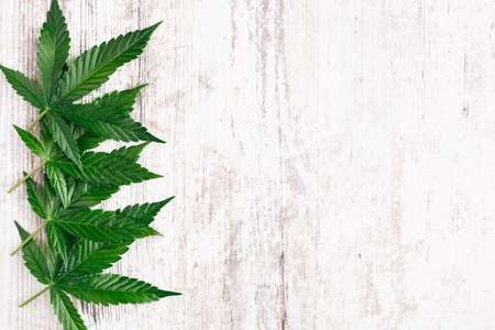 Cannabis is a standoff between a drug and a medicine. Green background of leaves.Close-up young hemp. Medicinal indica with CBD.Green cannabis leaves isolated on white background.の写真素材