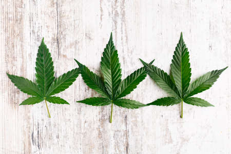 Cannabis is a standoff between a drug and a medicine. Green background of leaves.Close-up young hemp. Medicinal indica with CBD.Green cannabis leaves isolated on white background.の写真素材