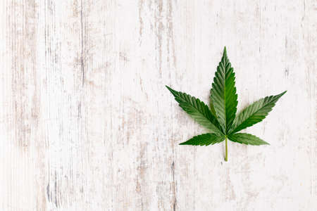 Cannabis is a standoff between a drug and a medicine. Green background of leaves.Close-up young hemp. Medicinal indica with CBD.Green cannabis leaves isolated on white background.の写真素材