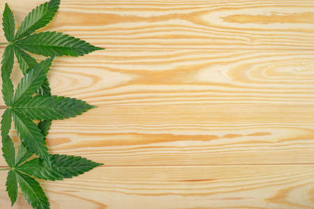 Cannabis is a standoff between a drug and a medicine. Green background of leaves.Close-up young hemp. Medicinal indica with CBD.Green cannabis leaves on old wooden tableの写真素材