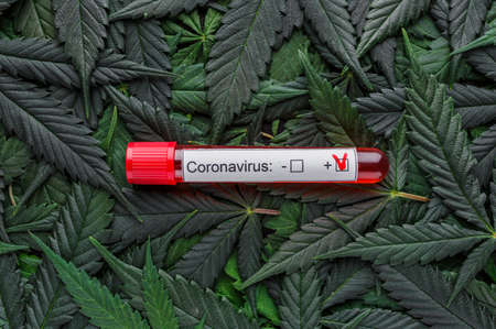 COVID 19 Coronavirus, Infected blood sample in the sample tube,Assorted cannabis products, pills and cbd oil - medical marijuana concept,alternative herb medicine.の写真素材