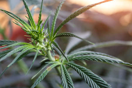 Cannabis flower underneath grow lights, Grown by TKO Reserve,.Cannabis Sativa Leaves On Dark - Medical Legal Marijuanaの写真素材