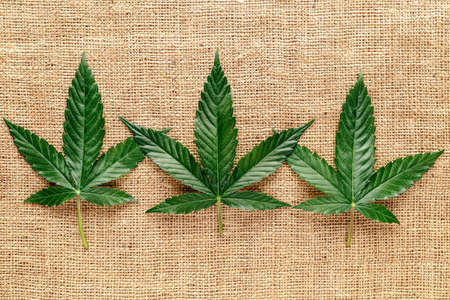 Marijuana leafs and cannabis hemp fibers isolated,Cannabis indica texture on background.