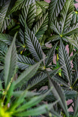 Cannabis flower underneath grow lights, Grown by TKO Reserve,.Cannabis Sativa Leaves On Dark - Medical Legal Marijuanaの写真素材