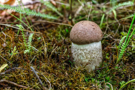 Cute penny bun mushroom is growing in the grass. The beautiful small brown cap of a cep is in the focus. It is vegetarian diet food. The mushroom grows in the forest.の写真素材